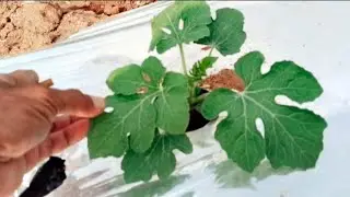 panduan awal tanam semangka bagi pemula cara manual
