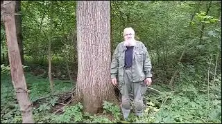 В дебрях Вековечного Леса...