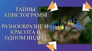 "Апистограмма: Цветы аквариума и их удивительные особенности"