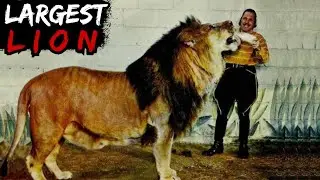 Pinakamalaking Leon sa Mundo