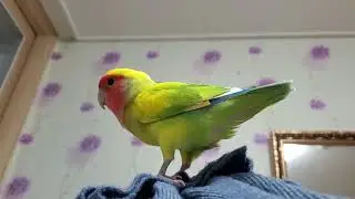 Cute Lovebird Jump