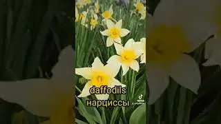 Буйное цветение в г.Сумы 26 апреля 2022 (Украина)