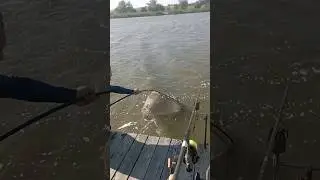 #music #карпфишинг #fishing #карповаяловля #shortvideo