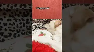 Талантливый парень поёт под баян🤣