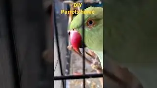 DIY Parrots home. it's time to inspection ☺️ # mickeyminnie # parrots
