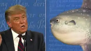 it's sunfish time once again