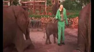 Victoria Falls Elephant Camp