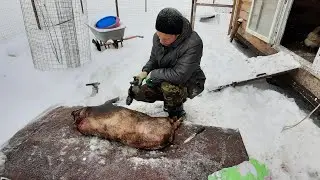 Slaughter of a 6-month-old Vietnamese piglet.