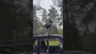 #animal #raven #ravenbird #воронгоша #birds #commonraven #crow