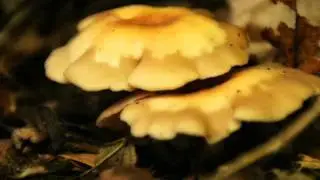 herfst Foto's van mij.mp4