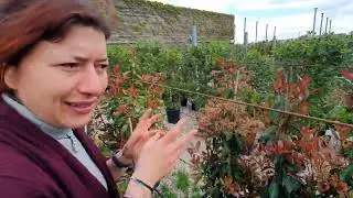 Piante da siepe, la PHOTINIA