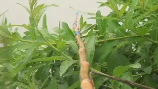 Бамбуковая удочка!