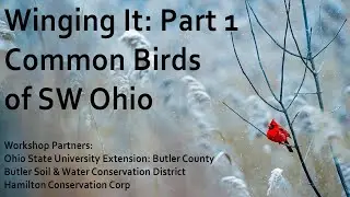 Common Birds of SW Ohio 1