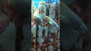 Are These Ursula’s Minions IRL?! 🧜‍♀️ 