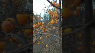 Каралёк по грузински)))