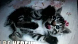 Very Funny Animals
