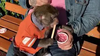 Pet Monkey