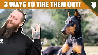 3 Tips To Tire Out Your DOBERMAN Puppy