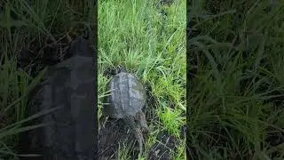 Frog and Snapping Turtle