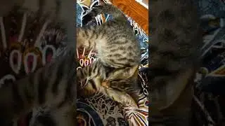 training kitten and parakeets to be friends...