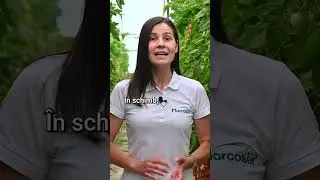 🪳 Prădătorii Răspândesc Viroza? - Marcoser