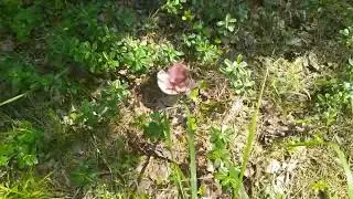 Через лес на рыбалку 3 часть С разведкой на новые рыболовные места