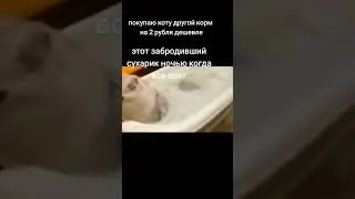 #активвернись #memes #мемы #актив