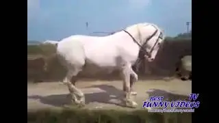 Конь Марширует под Музыку - Лошади - Лучшие Видео