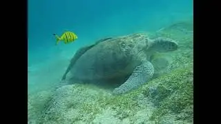Turtle Lots