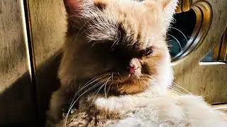 My Pet friends 2023
