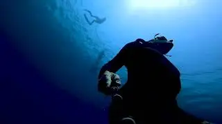 Freediving Roatán cardumen de peces