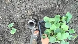 Planting cucumbers in a greenhouse