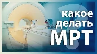 Какое делать МРТ собаке или кошке