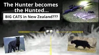 The Hunter becomes the Hunted...BIG CATS in New Zealand???
