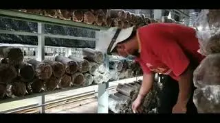 Sortir, banyak yg gak tumbuh || bibitnya ga bagus