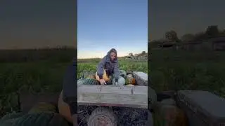 Собираем тыкву