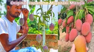 Miyazaki Mango Farming in India