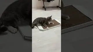 Насыпали кошачью мяту в когтеточку.