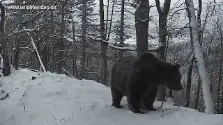 Obrovský medveď - fotopasca