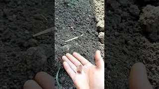 Новости с дачи, выравниваю газон #дача #германия #жизньвгермании