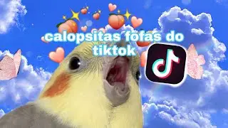 calopsitas fofas e engraçadas do tiktok