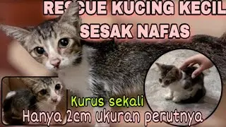 [ENG SUB] RESCUE SICK KITTEN, MALNOURISHED, thrown away alone #rescue #rescuecat
