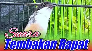 SUARA CENDET TEMBAKAN RAPAT BAK LOVEBIRD NGEKEK | CENDET JATIM GACOR NGEKEK LOVEBIRD