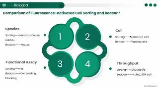 Antibody Discovery by Single B Cell Screening on Beacon®