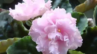 ФИАЛКИ НА ПОДОКОННИКЕ, ЦВЕТЕНИЕ НАЧИНАЕТСЯ !