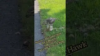 #hawk #redtailedhawks #birdsofprey #birdslover