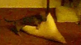 Max has a voyeur