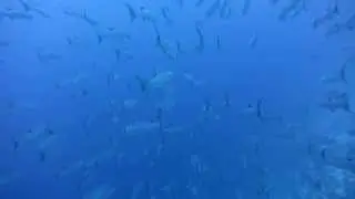 Swimming with barracudas