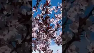 They say it's spring 🌸🌸