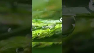 ИСТИННОЕ СЧАСТЬЕ 